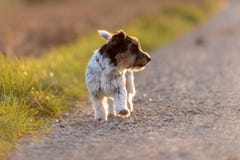 Zoet Jack Russell Terrier van een hond kijkt zijdelings en loopt op een straat in backlight royalty-vrije stock fotografie Zoet Jack Russell Terrier van een hond kijkt zijdelings en loopt op een straat in backlight royalty-vrije stock fotografie