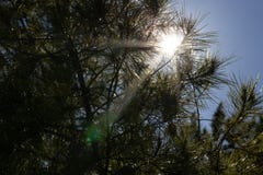 zon achter een pijnboomboom Stock Afbeelding zon achter een pijnboomboom Stock Afbeelding