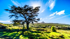 Zon die achter een grote boom in Kaap van Goed Hoopnatuurreservaat plaatsen Stock Fotografie Zon die achter een grote boom in Kaap van Goed Hoopnatuurreservaat plaatsen Stock Fotografie