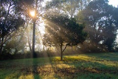 Zon het toenemen stralen door de bomen in mist en mistochtend stock foto's Zon het toenemen stralen door de bomen in mist en mistochtend stock foto's