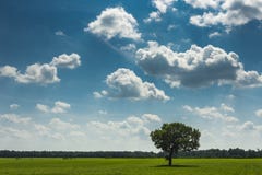 Zone, arbre et ciel bleu images libres de droits Zone, arbre et ciel bleu images libres de droits