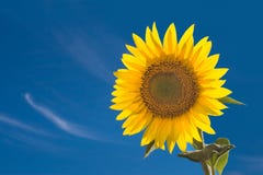 Zonnebloem Zonnebloem