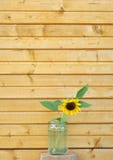 Zonnebloem en houten muur Stock Foto Zonnebloem en houten muur Stock Foto