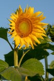 Zonnebloemgebied in ochtendzonlicht Stock Foto Zonnebloemgebied in ochtendzonlicht Stock Foto
