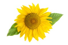 Zonnebloemhoofd met Blad dat op Wit wordt geïsoleerd stock afbeeldingen Zonnebloemhoofd met Blad dat op Wit wordt geïsoleerd stock afbeeldingen