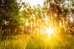 Zonsondergang of Zonsopgang in Forest Landscape Zonzonneschijn met Natuurlijk Stock Foto Zonsondergang of Zonsopgang in Forest Landscape Zonzonneschijn met Natuurlijk Stock Foto
