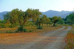 Zonsondergangolijfbomen in het gebied van Catalonië Spanje Royalty-vrije Stock Fotografie Zonsondergangolijfbomen in het gebied van Catalonië Spanje Royalty-vrije Stock Fotografie