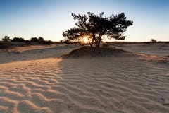 Zonsopgang over zandduinen met golftextuur stock afbeelding Zonsopgang over zandduinen met golftextuur stock afbeelding