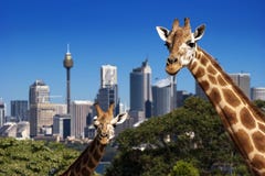 zoo de Sydney de giraffe photo libre de droits zoo de Sydney de giraffe photo libre de droits