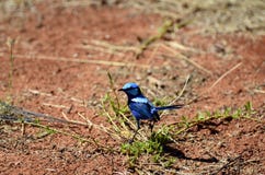 Zoologia, uccelli australiani immagine stock libera da diritti Zoologia, uccelli australiani immagine stock libera da diritti