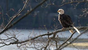 Bald eagle perched in a tree zoom 4K UHD