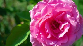 Zooma in på en rosa blomma Zooma in på en rosa blomma