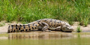 Zoutwaterkrokodil, crocodilo da água salgada, porosus do Crocodylus imagens de stock royalty free Zoutwaterkrokodil, crocodilo da água salgada, porosus do Crocodylus imagens de stock royalty free