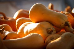 Zucca della noce di burro con un raggio del sole fotografia stock libera da diritti Zucca della noce di burro con un raggio del sole fotografia stock libera da diritti