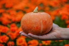 Zucca a disposizione fotografie stock libere da diritti Zucca a disposizione fotografie stock libere da diritti