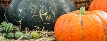 Zucche mature, giallo, patissons arancio a strisce e piccoli verdi della zucca di autunno con i pomodori ciliegia, erba asciutta immagini stock Zucche mature, giallo, patissons arancio a strisce e piccoli verdi della zucca di autunno con i pomodori ciliegia, erba asciutta immagini stock