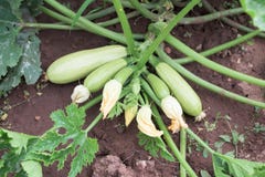 Zucchini Plant Royalty Free Stock Photo