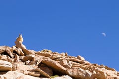 Zuidelijke viscacha dichte omhooggaand, Bolivië Stock Fotografie Zuidelijke viscacha dichte omhooggaand, Bolivië Stock Fotografie