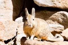 Zuidelijke viscacha dichte omhooggaand, Bolivië Stock Foto's Zuidelijke viscacha dichte omhooggaand, Bolivië Stock Foto's