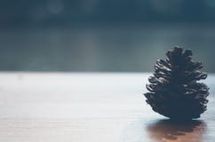 Zurück geformt, getrocknete Kiefernkegel stockbilder Zurück geformt, getrocknete Kiefernkegel stockbilder