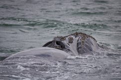 Zurück von einer südlichen Glattwalschwimmen nahe Hermanus, Westkap Berühmter Kanonkop Weinberg nahe malerischen Bergen am Frühli stockbilder Zurück von einer südlichen Glattwalschwimmen nahe Hermanus, Westkap Berühmter Kanonkop Weinberg nahe malerischen Bergen am Frühli stockbilder