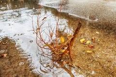 Zware regen, wind Een tak van een boom in een pool van regenwater wordt gebroken dat De winterweer in Israël stock afbeeldingen Zware regen, wind Een tak van een boom in een pool van regenwater wordt gebroken dat De winterweer in Israël stock afbeeldingen