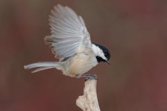 Zwart-afgedekte Chickadee Royalty-vrije Stock Afbeeldingen Zwart-afgedekte Chickadee Royalty-vrije Stock Afbeeldingen