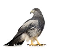 Zwart-chested buizerd-Adelaar - Geranoaetus melanole royalty-vrije stock fotografie Zwart-chested buizerd-Adelaar - Geranoaetus melanole royalty-vrije stock fotografie