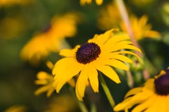 Zwart-eyed Susan (hirta Rudbeckia) royalty-vrije stock afbeelding Zwart-eyed Susan (hirta Rudbeckia) royalty-vrije stock afbeelding