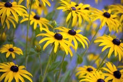 Zwart-eyed Susans (Rudbeckia-hirta) stock foto Zwart-eyed Susans (Rudbeckia-hirta) stock foto