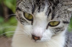 Zwart Grey And White Cat Eyes royalty-vrije stock foto Zwart Grey And White Cat Eyes royalty-vrije stock foto