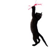 Zwart katje die aan het stuk speelgoed met een rood lint springen stock fotografie Zwart katje die aan het stuk speelgoed met een rood lint springen stock fotografie
