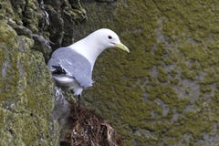 zwart-legged drieteenmeeuw die op een rots in de lente zit stock afbeelding zwart-legged drieteenmeeuw die op een rots in de lente zit stock afbeelding