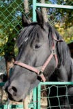 Zwart paard die juist close-up kijken royalty-vrije stock afbeelding Zwart paard die juist close-up kijken royalty-vrije stock afbeelding