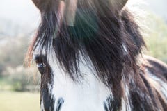 Zwart-wit Blauw Ogenpaard op Sunny Summer Day met Chromatische Aberratie royalty-vrije stock fotografie Zwart-wit Blauw Ogenpaard op Sunny Summer Day met Chromatische Aberratie royalty-vrije stock fotografie