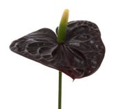 Zwarte anthurium stock foto Zwarte anthurium stock foto