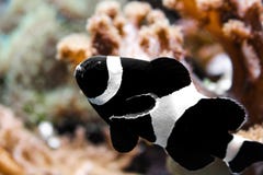 Zwarte clownfish in een aquarium stock fotografie Zwarte clownfish in een aquarium stock fotografie