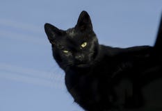 Zwarte die kat door heldere zon op blauwe achtergrond wordt aangestoken Stock Afbeelding Zwarte die kat door heldere zon op blauwe achtergrond wordt aangestoken Stock Afbeelding