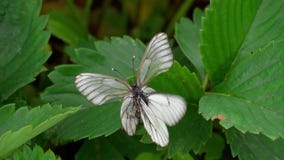 Zwarte geaderde witte vlinder stock video Zwarte geaderde witte vlinder stock video