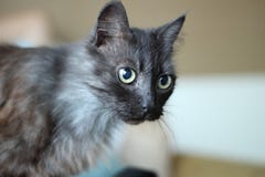 Zwarte kat met grote groene ogen stock afbeelding Zwarte kat met grote groene ogen stock afbeelding