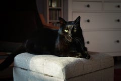 Zwarte kat op de poef Stock Afbeeldingen Zwarte kat op de poef Stock Afbeeldingen