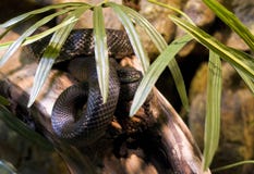 Zwarte Ratsnake (obsoletus van Pantherophis o.) Royalty-vrije Stock Foto Zwarte Ratsnake (obsoletus van Pantherophis o.) Royalty-vrije Stock Foto