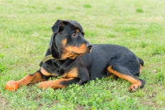 Zwarte Rottweiler op groen gras stock afbeelding Zwarte Rottweiler op groen gras stock afbeelding