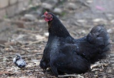 ZWARTE VAN HET MOEDERkip EN KUIKEN ZITTING stock afbeelding ZWARTE VAN HET MOEDERkip EN KUIKEN ZITTING stock afbeelding