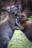 Zwei australische Kängurus, die sich pflegen stockbild Zwei australische Kängurus, die sich pflegen stockbild