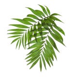 Zwei Blätter einer Palme Zwei Blätter einer Palme