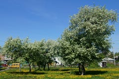 Zwei blühende Apfelbäume in einem Frühling mit gelbem Löwenzahn lizenzfreies stockbild Zwei blühende Apfelbäume in einem Frühling mit gelbem Löwenzahn lizenzfreies stockbild