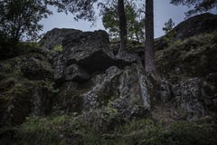Zwei Bäume, die von den dunklen Flusssteinen bedeckt im Moos wachsen stockfotos Zwei Bäume, die von den dunklen Flusssteinen bedeckt im Moos wachsen stockfotos