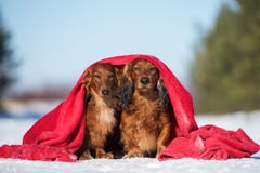 Zwei Dachshundhunde, die draußen im Winter aufwerfen stockfotografie Zwei Dachshundhunde, die draußen im Winter aufwerfen stockfotografie
