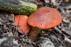 Zwei des Pilz Leccinum in den alten Waldgras- und -kiefernnadeln Stockbilder Zwei des Pilz Leccinum in den alten Waldgras- und -kiefernnadeln Stockbilder